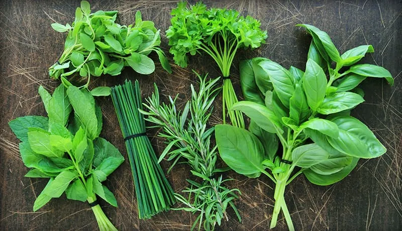Fresh culinary herb bundles including basil and mint