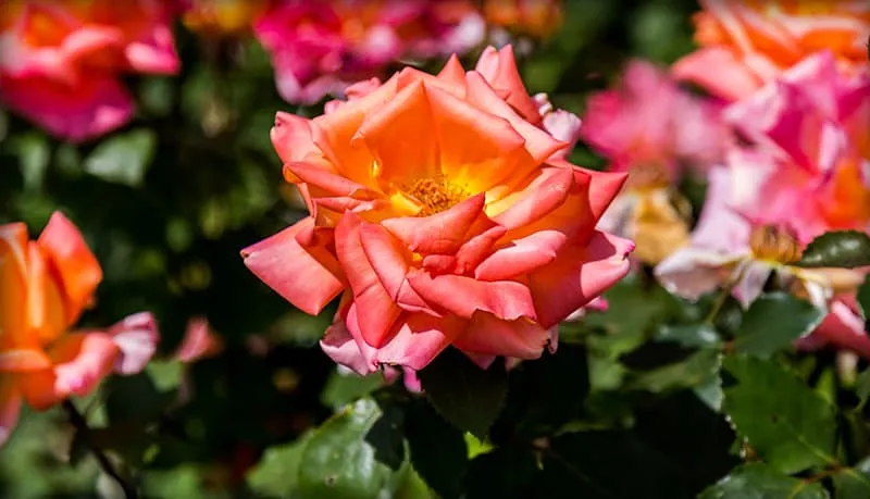 Pink roses blooming on a shrub
