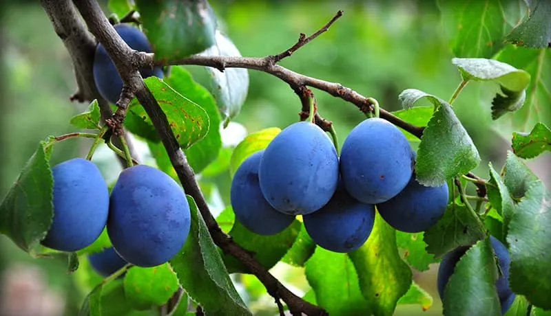 Ripe plums on a fruit tree