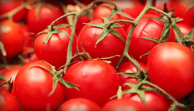 Ripe tomatoes grown from non-GMO vegetable starts