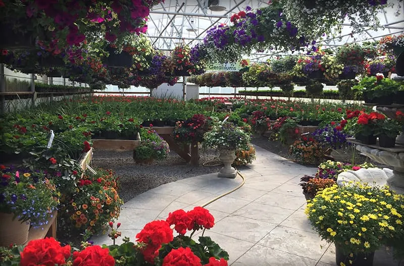 Inside a Wild Geese Gardens greenhouse full of plants